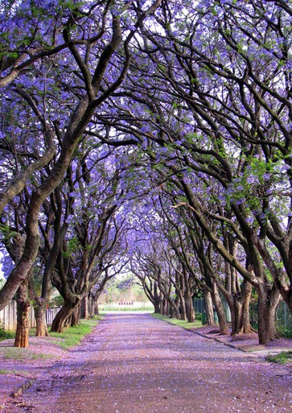 Cullinan, Južná Afrika